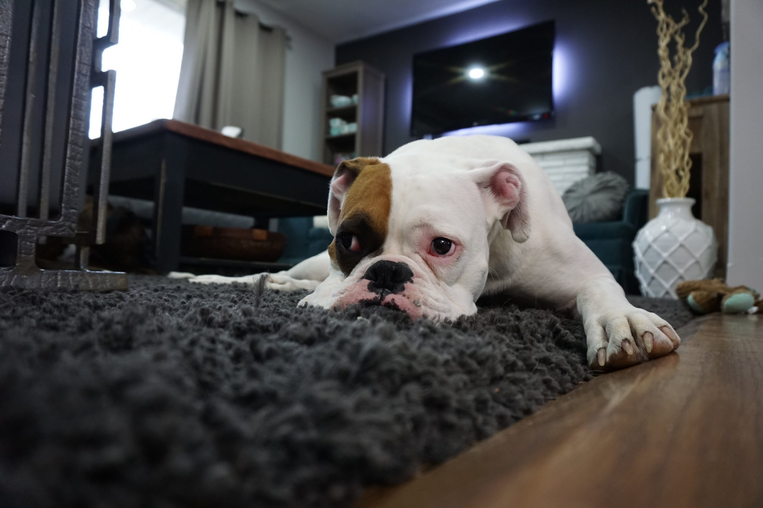 Dog on the carpet